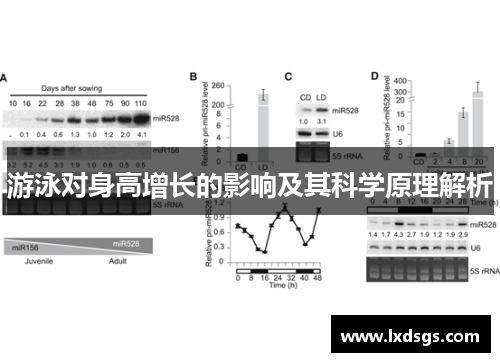 游泳对身高增长的影响及其科学原理解析